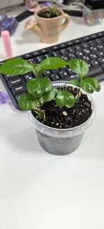 IMG_20250430_165958.jpg